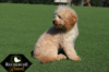 Cavapoos_May18_5583