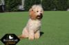 Cavapoos_May18_5592