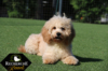 Cavapoos_May18_5600