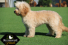 Cavapoos_May18_5606