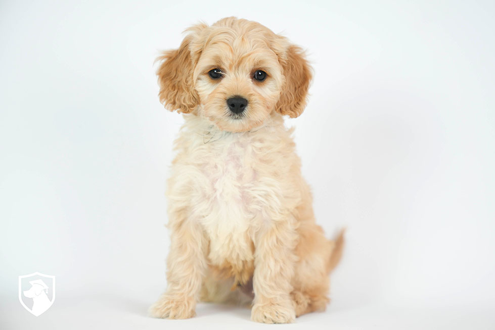 Adopted! 