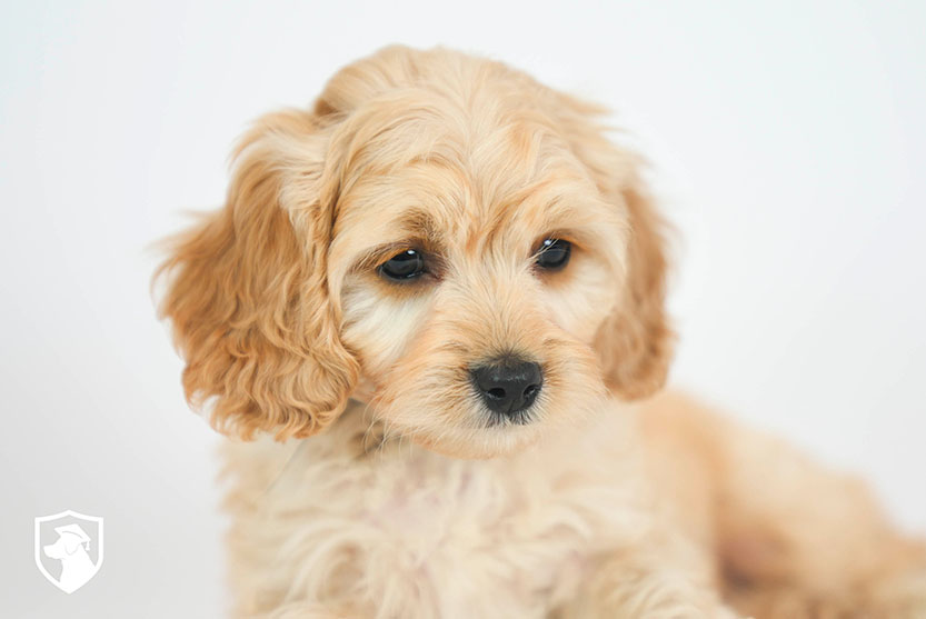 Adopted! 