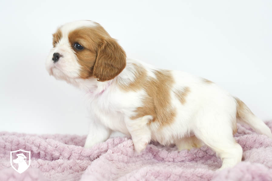 Felicity_Mar26_Pink_4.22.26-01515